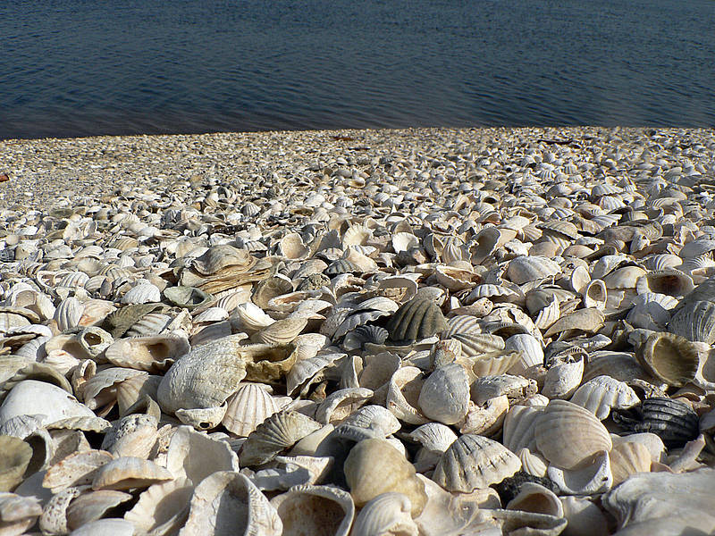 <strong>Delta do Saloum (Senegal)</strong><br />O Delta do Saloum é formado por cerca de 200 ilhas, braços de rios, florestas, além de muitas conchas(foto) de moluscos nas margens dos rios