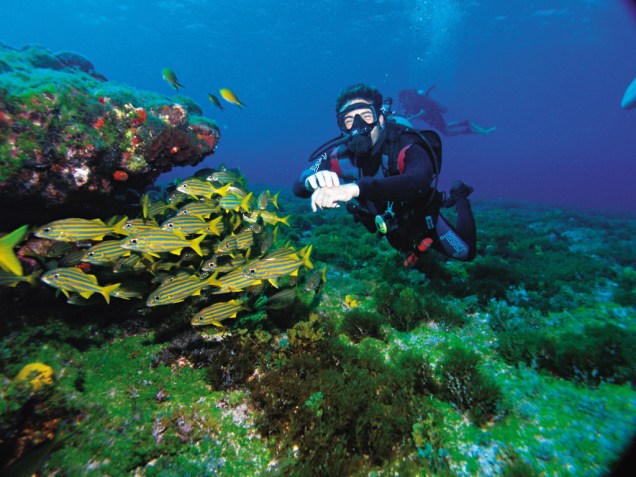 Os mergulhos autônomos de Noronha acontecem nas chamadas ilhas secundárias - há quatro pontos para batismo