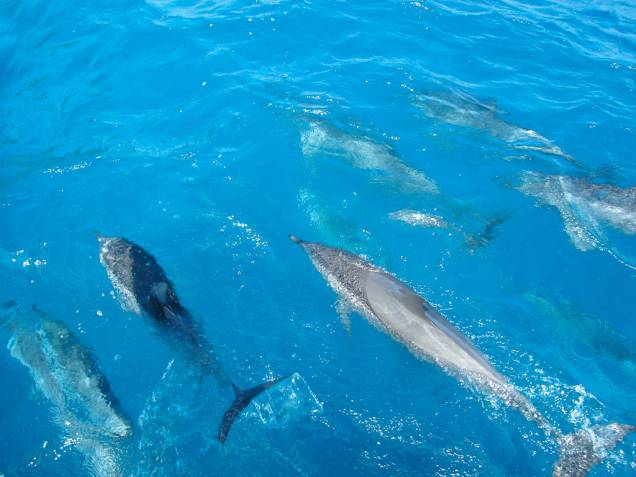<strong>Golfinhos-rotadores </strong>Há muitos bichos para admirar em Noronha, mas os golfinhos-rotadores certamente estão na lista dos mais amados pelos turistas que visitam a ilha. No mirante dos golfinhos é possível avistá-los de longe, se você acordar cedo. Para vê-los de perto, é preciso fazer um passeio de barco, pois eles costumam acompanhar a embarcação. A expectativa durante o passeio é grande - e os gritos são garantidos quando eles surgirem, saltitantes, na superfície da água. Inesquecível, mas como todo espetáculo da natureza, não é garantido. <strong>Golfinhos-rotadores </strong>Há muitos bichos para admirar em Noronha, mas os golfinhos-rotadores certamente estão na lista dos mais amados pelos turistas que visitam a ilha. No mirante dos golfinhos é possível avistá-los de longe, se você acordar cedo. Para vê-los de perto, é preciso fazer um passeio de barco, pois eles costumam acompanhar a embarcação. A expectativa durante o passeio é grande - e os gritos são garantidos quando eles surgirem, saltitantes, na superfície da água. Inesquecível, mas como todo espetáculo da natureza, não é garantido.