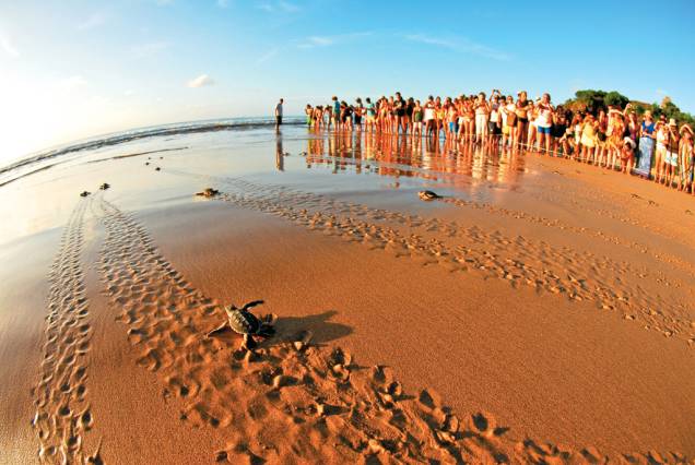 <strong>Tartarugas</strong>Uma das atividades realizadas pelo Projeto Tamar em Fernando de Noronha (PE), é a "abertura de ninho", quando os filhotes das tartarugas marinhas se encontram com o mar pela primeira vez (na foto, a <a href="http://viajeaqui.abril.com.br/estabelecimentos/br-pe-fernando-de-noronha-atracao-praia-do-boldro">Praia do Boldró</a>), mas isso acontece de março a julho. Pode parecer estranho, mas à noite a sede do Tamar vira o point dos turistas que estão na ilha. Lá são realizadas palestras gratuitas sobre biologia marinha e preservação – e as pessoas aproveitam para fazer amizades e paquerar (nesta ilha paradisíaca, por que não?)