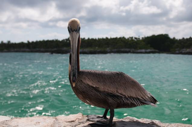 Pelicano em Xel-Ha Pelicano em Xel-Ha