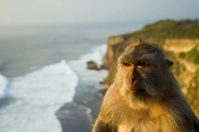 As falésias verticais da penínsual de Bukit, no sudoeste de Bali, são o lar de simpáticos macacos que vivem no entorno do templo Uluwatu. Apesar da cara séria desse exemplar, eles são conhecidos por surrupiar os pertences dos turistas incautos
