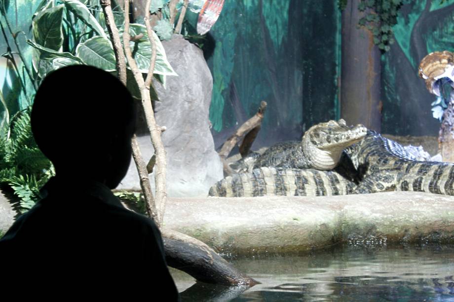 Jacarés no <a href="https://viajeaqui.abril.com.br/estabelecimentos/br-sp-sao-paulo-atracao-aquario-de-sao-paulo" rel="Aquário de São Paulo"><strong>Aquário de São Paulo</strong></a>, no Ipiranga, em São Paulo Jacarés no <a href="https://viajeaqui.abril.com.br/estabelecimentos/br-sp-sao-paulo-atracao-aquario-de-sao-paulo" rel="Aquário de São Paulo"><strong>Aquário de São Paulo</strong></a>, no Ipiranga, em São Paulo