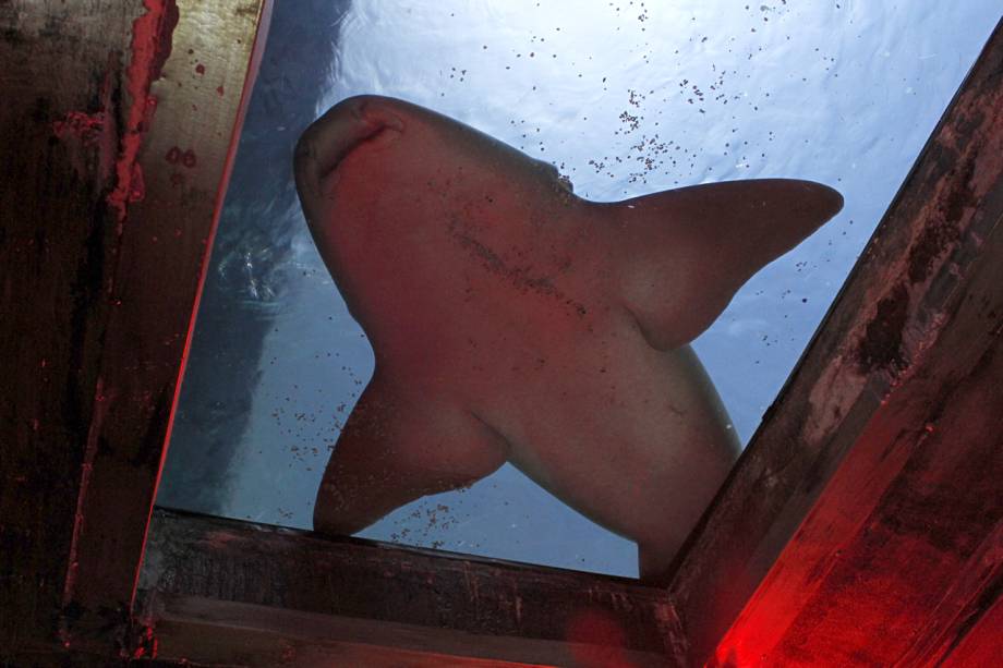 Tubarão-lixa no <a href="https://viajeaqui.abril.com.br/estabelecimentos/br-sp-sao-paulo-atracao-aquario-de-sao-paulo" rel="Aquário de São Paulo"><strong>Aquário de São Paulo</strong></a>, no Ipiranga, desliza acima dos visitantes, pois o teto é de vidro Tubarão-lixa no <a href="https://viajeaqui.abril.com.br/estabelecimentos/br-sp-sao-paulo-atracao-aquario-de-sao-paulo" rel="Aquário de São Paulo"><strong>Aquário de São Paulo</strong></a>, no Ipiranga, desliza acima dos visitantes, pois o teto é de vidro