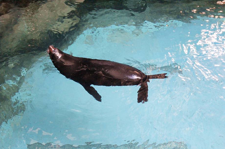 Lobo-marinho no <a href="https://viajeaqui.abril.com.br/estabelecimentos/br-sp-sao-paulo-atracao-aquario-de-sao-paulo" rel="Aquário de São Paulo">Aquário de São Paulo</a>, no Ipiranga: dá para vê-lo através do vidro e a partir de uma plataforma