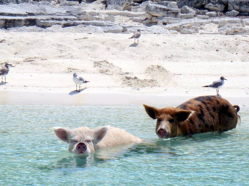 Majors Spot Cay, em Exumas, é compreensivelmente conhecida como Pig Island
