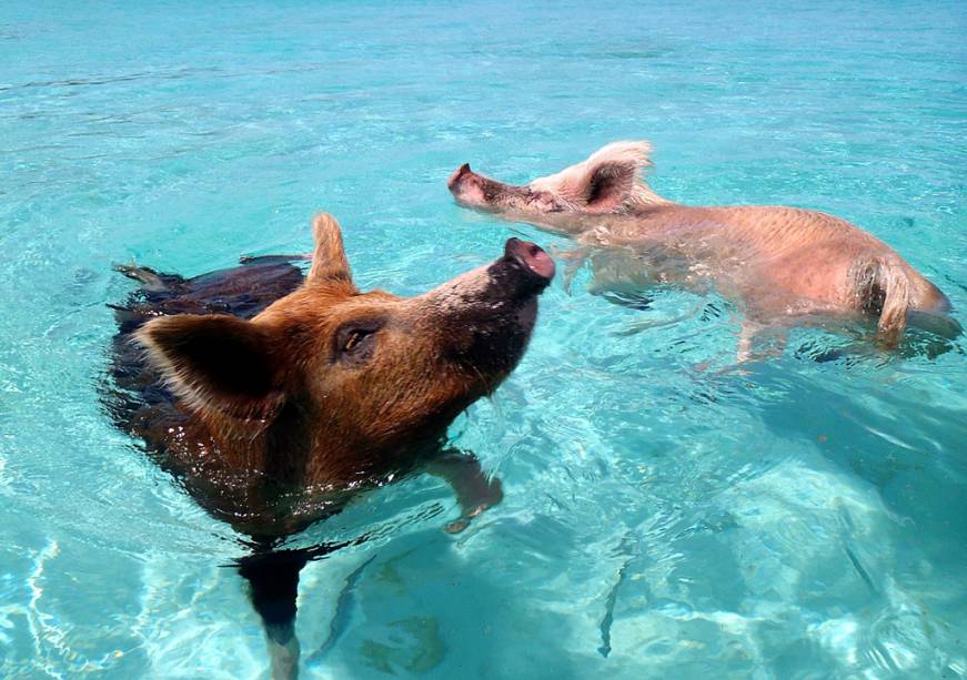 Em Majors Spot Cay, no conjunto de ilhas Exumas, vivem porquinhos que, toda vez que um turista aparece de hidroavião ou barco, nadam até eles para serem alimentados