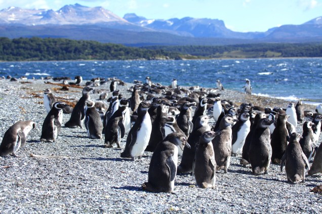 Na região leste da <a href="https://viajeaqui.abril.com.br/cidades/ar-patagonia" rel="Patagônia" target="_blank">Patagônia</a>, o Oceano Atlântico é demarcado por correntes antárticas que a tornam ricas em espécies marinhas como pinguins, focas e baleias. Os <strong>pinguins-de-Magalhães</strong>, aliás, ficam majoritariamente na Área Natural Protegida Punta Tombo para resguardar seus ninhos de predadores, proteger seus filhotes e se reproduzirem 