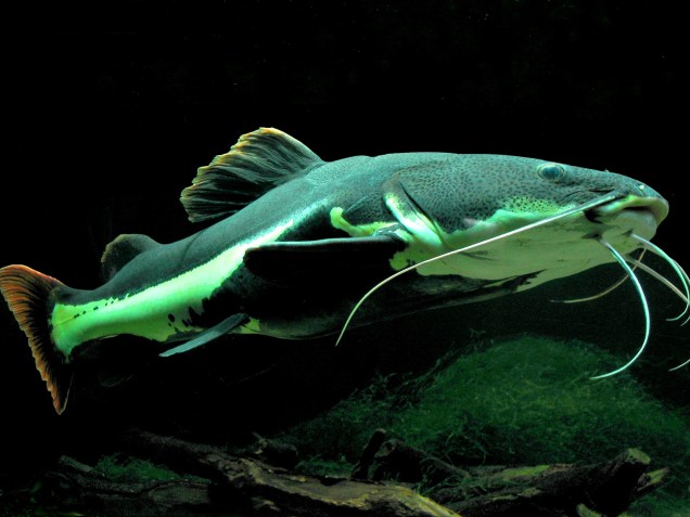 Um dos peixes de couro mais bonitos da <strong>Amazônia</strong>, a <strong>pirarara</strong> pode chegar a 50 quilos. É um peixe muito procurado pelos <strong>pescadores esportivos continentais</strong>