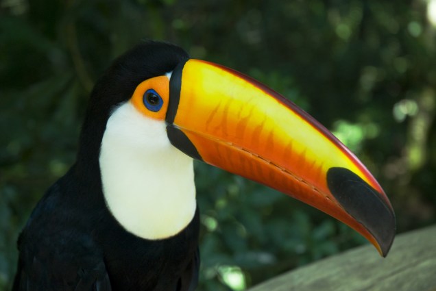 Cerca de 130 espécies de aves, nativas e exóticas, voam em amplos viveiros abertos à visitação, no Parque das Aves em Foz do Iguaçu (PR)