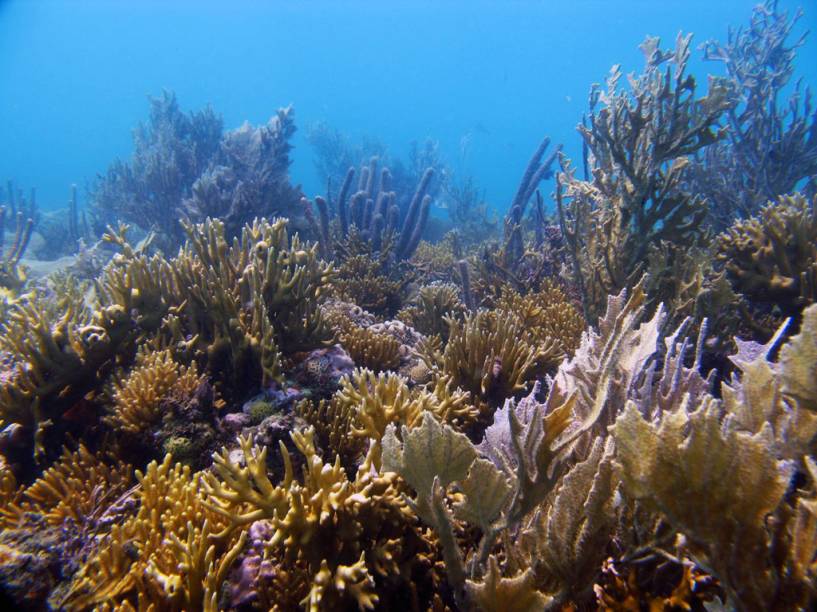 Recife de Coral próximo ao Espaço Coral Vivo Mucugê, em <a href="https://viajeaqui.abril.com.br/cidades/br-ba-arraial-dajuda" rel="Arraial dAujda" target="_blank">Arraial DAujda</a>, <a href="https://viajeaqui.abril.com.br/estados/br-bahia" rel="Bahia" target="_blank">Bahia</a>