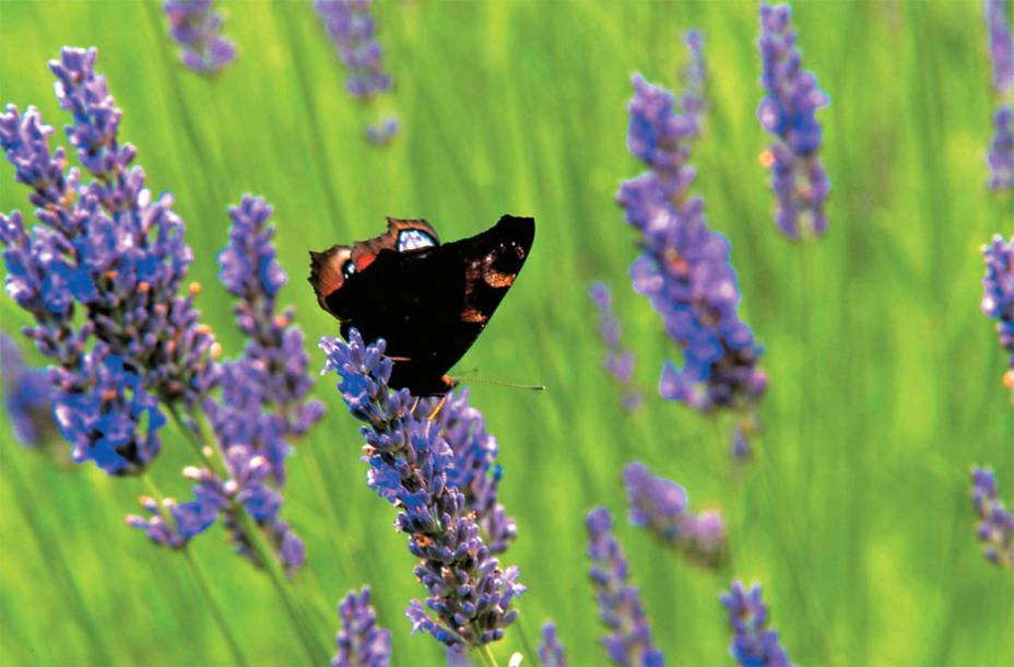 <strong>COR E PERFUME</strong> Com flores roxinhas que se abrem no verão, os campos de lavanda seguem o relevo ondulado da Provence