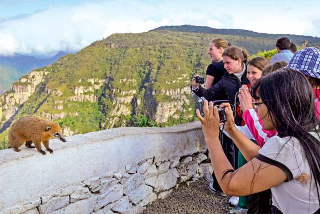 Um quati faz aparição especial para os turistas na Serra do Rio do Rastro