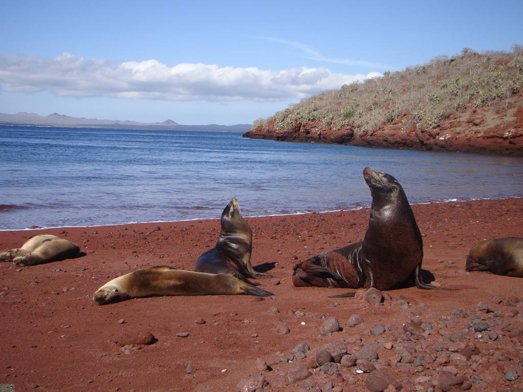 Leões marinhos descansam nas praias de areia vermelha da ilha de Rábida, Galápagos Equador
