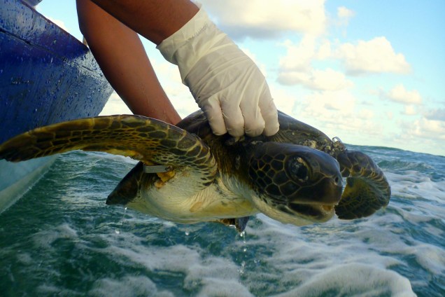 Atividade de captura, monitoramento e soltura de tartarugas marinhas, realizada pelo Projeto Tamar, na Praia do Forte, Bahia