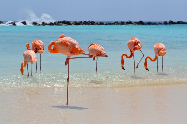 Os flamingos são um dos atrativos do <a href="https://viajeaqui.abril.com.br/estabelecimentos/aruba-oranjestad-hospedagem-renaissance" rel="resort Renassaince" target="_blank">resort Renassaince</a>, em <a href="https://viajeaqui.abril.com.br/paises/aruba" rel="Aruba" target="_blank">Aruba</a>, no <a href="https://viajeaqui.abril.com.br/continentes/caribe" rel="Caribe" target="_blank">Caribe</a>