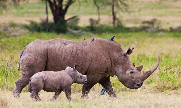 Rinoceronte e filhote no Parque Nacional Nakuru, no Quênia