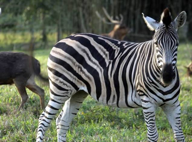Animais selvagens podem ser vistos de pertinho Animais selvagens podem ser vistos de pertinho