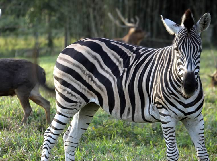 Animais selvagens podem ser vistos de pertinho