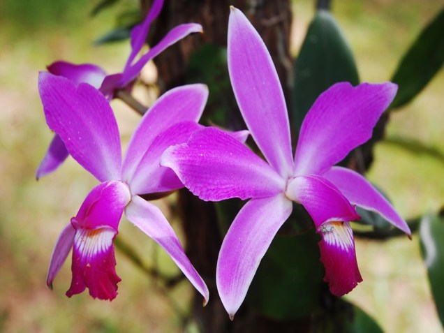 Orquídea, Boa Vista, Roraima