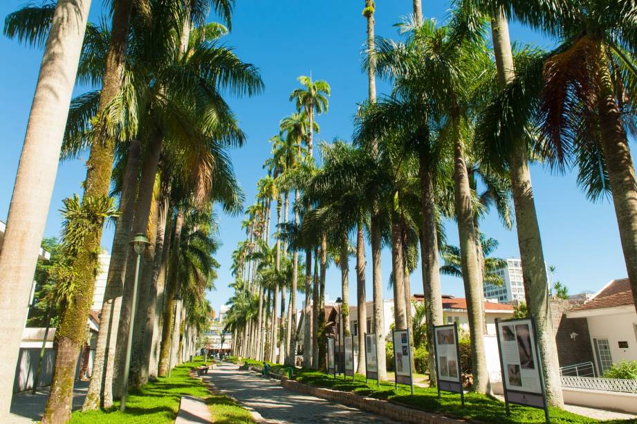 Rua das Palmeiras