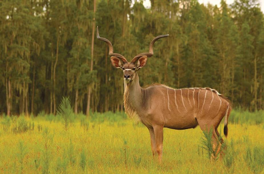 <strong>Safari Wilderness Ranch</strong>                                                        Animais da África, América do Sul, Austrália e dos Estados Unidos podem ser vistos em uma visita ao Safari Wilderness Ranch, em Lakeland