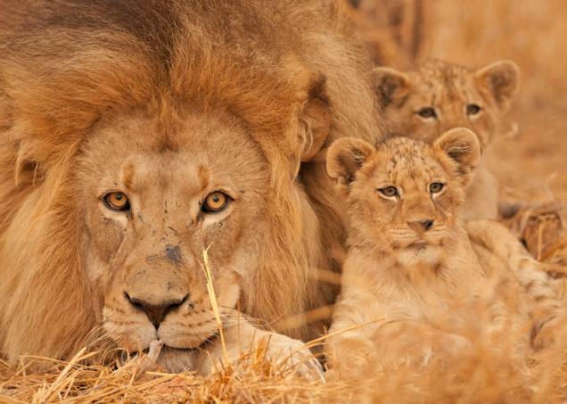 Leões e outros animais selvagens podem ser fotografados nos safáris em Botsuana, na África