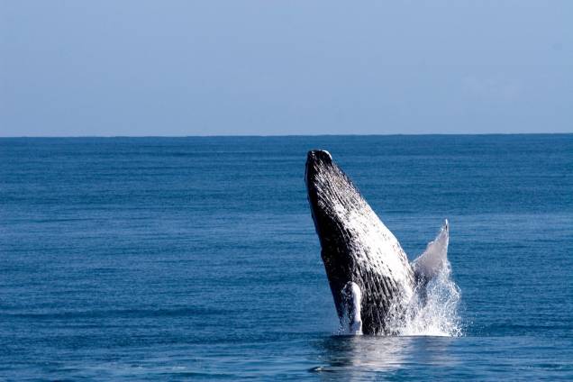 Observação de baleias é uma das muitas atividades possíveis na República Dominicana