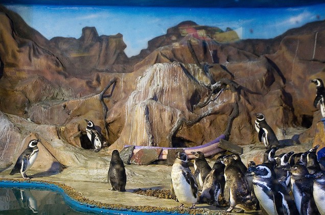 Pinguins no Acuqamundo