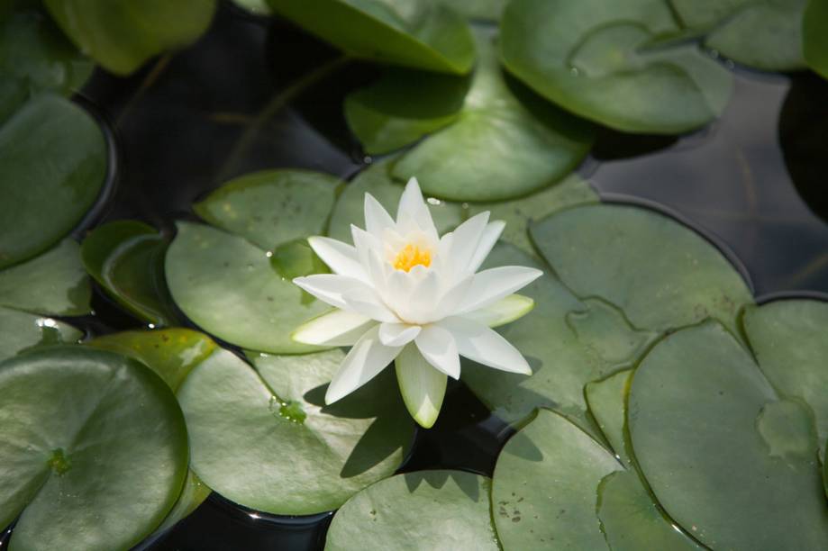 Flor de lótus nos jardins do Heian Jingu Flor de lótus nos jardins do Heian Jingu