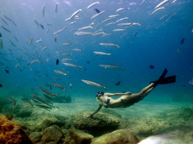 Mergulhadora com cardume de bicuda-corona na <strong>Praia da Conceição</strong>, em Fernando de Noronha, Pernambuco