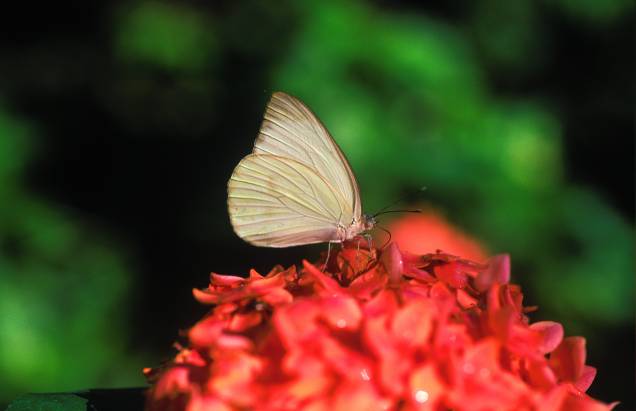 Há mais de 3.000 borboletas na atração do Sesc Pantanal, em Poconé (MT)