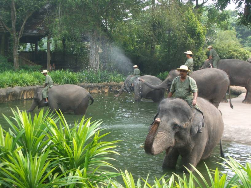 <strong>Zoológico de Cingapura</strong>No Zoológico de <a href="http://viajeaqui.abril.com.br/paises/cingapura" rel="Cingapura" target="_self">Cingapura</a> os animais são mantidos fora das jaulas, em ambientes que simulam seus ecossistemas de origem. As barreiras que separam os bichos dos humanos estão disfarçadas de cachoeiras, fossos ou plantas. Algumas espécies convivem nos mesmos espaços, coexistindo como se estivessem em seu habitat natural. Shows temáticos acontecem diariamente, e os visitantes podem tirar fotos com macacos e andar em camelos ou <a href="http://viajeaqui.abril.com.br/materias/fotos-de-animais-ameacados-de-extincao?foto=6#6" rel="elefantes" target="_self">elefantes</a> (<em>foto</em>)