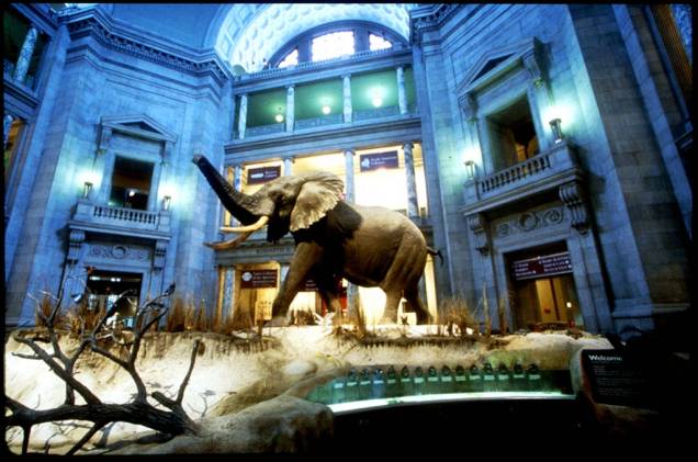 O museu conta com vários animais expostos em tamanho natural