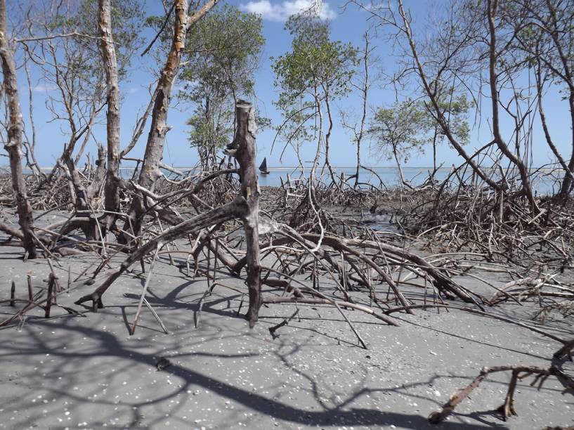 Raízes de árvores no mangue seco a caminho da Lagoa de <a href="https://viajeaqui.abril.com.br/estabelecimentos/br-ce-jericoacoara-atracao-passeio-de-bugue-ate-tatajuba" rel="Tatajuba" target="_blank">Tatajuba</a>, em <a href="https://viajeaqui.abril.com.br/cidades/br-ce-jericoacoara" rel="Jericoacoara" target="_blank">Jericoacoara</a>, <a href="https://viajeaqui.abril.com.br/estados/br-ceara" rel="Ceará" target="_blank">Ceará</a>