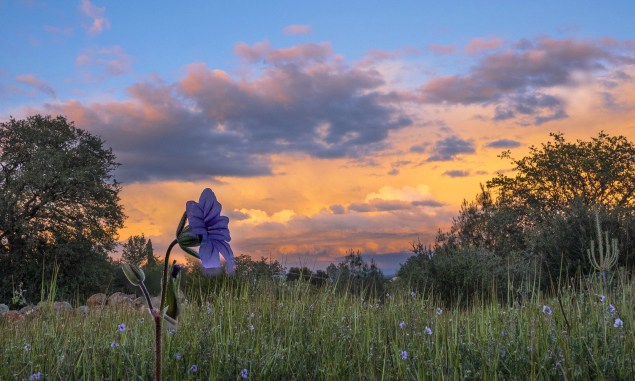 Flores no pôr do Sol da cidade de Redding, na Califórnia, <a href="https://viajeaqui.abril.com.br/paises/estados-unidos" rel="EUA" target="_self">EUA</a>