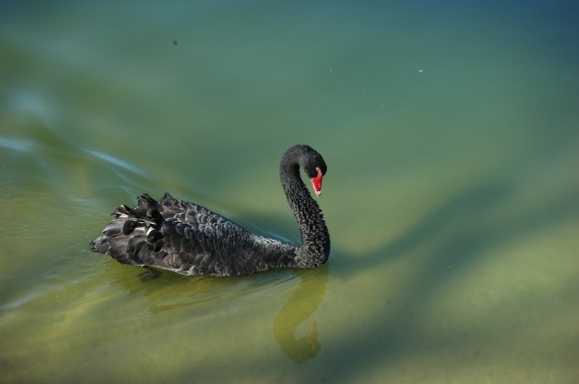 Cisne negro no lago do Lake Villas Charm Hotel, em Amparo - SP