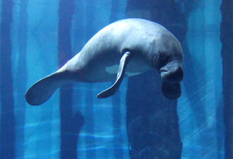 Peixe-boi, um dos personagens mais ilustres do <strong><a href="https://viajeaqui.abril.com.br/estabelecimentos/br-sp-sao-paulo-atracao-aquario-de-sao-paulo" rel="Aquário de São Paulo">Aquário de São Paulo</a></strong>, no Ipiranga Peixe-boi, um dos personagens mais ilustres do <strong><a href="https://viajeaqui.abril.com.br/estabelecimentos/br-sp-sao-paulo-atracao-aquario-de-sao-paulo" rel="Aquário de São Paulo">Aquário de São Paulo</a></strong>, no Ipiranga