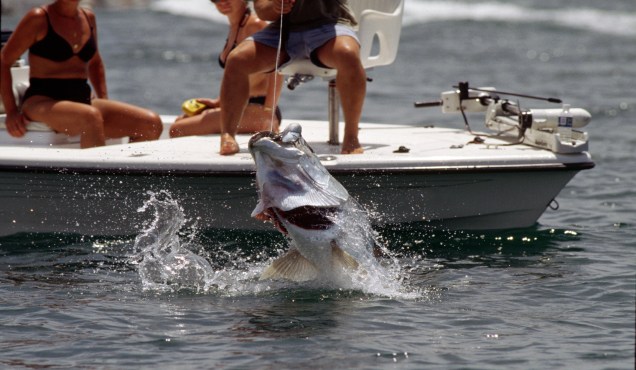 Com grande arranque e saltos de tirar o fôlego, o<strong> tarpon</strong> é um dos peixes procurados por <strong>pescadores esportivos</strong> na <strong>costa do Brasil</strong>