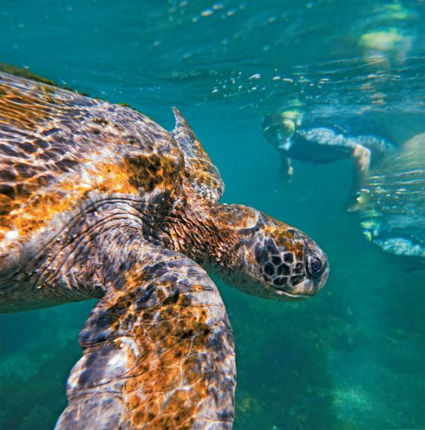 Tartaruga gigante, commodity de Galápagos