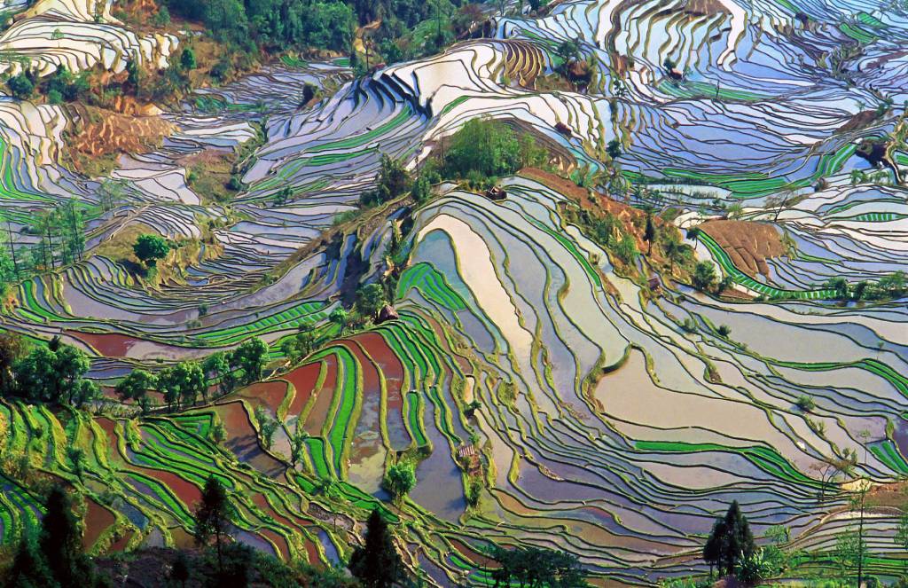 Campo de arroz de Yunnan, China
