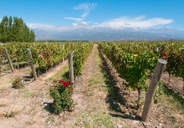 As vinícolas de Mendoza são a grande atração da cidade: há diversos lugares para passear pelos parreirais e degustar os bons vinhos argentinos. A cidade é a principal região vitivinícola do país