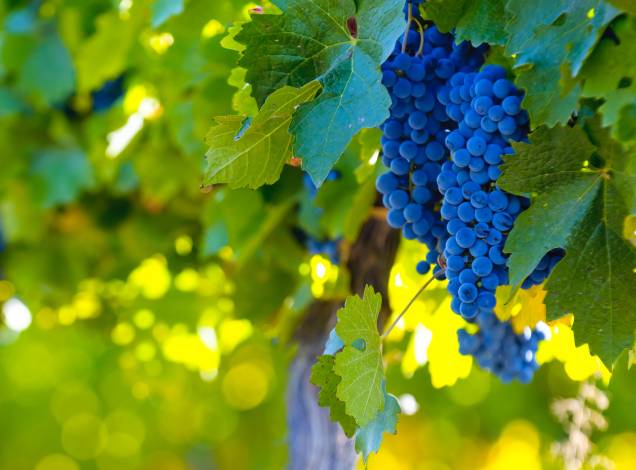 Uvas como Malbec, Cabernet Sauvignon, Tempranillo e Chardonnay tornaram os produtos de Mendoza bem apreciados mundo afora