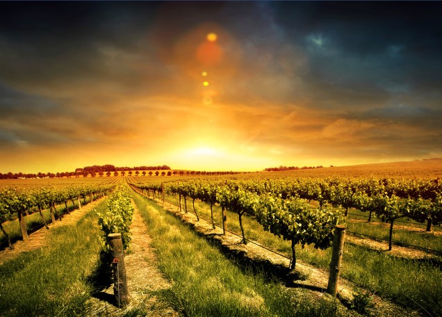 O Vale Barossa, localizado a 86 quilômetros de Adelaide, é a mais famosa região produtora de vinho do estado