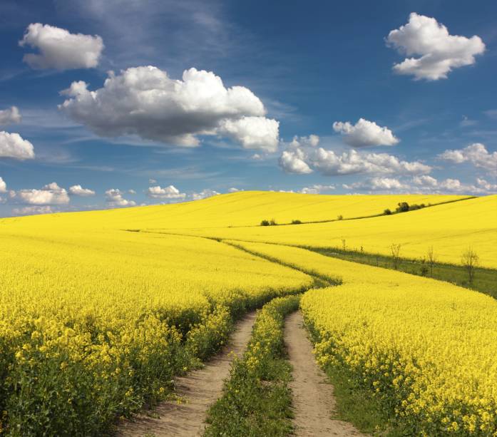 As colzas são plantas típicas de inúmeras regiões do Hemisfério Norte. Seus campos preenchem regiões na Suécia propensas à agricultura, e transformam a paisagem em um cenário romântico 