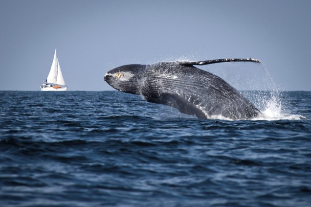 Segundo o Instituto Chico Mendes de Conservação da Biodiversidade (ICMBio), cerca de 90% das baleias-jubarte que chegam ao litoral brasileiro escolhem o Parque Nacional Marinho dos Abrolhos para a temporada de acasalamento