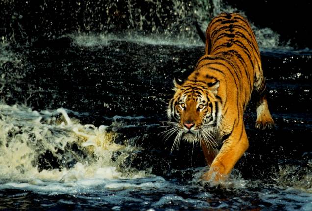 Durantes os safáris no sul do Nepal é possível (mas muito improvável) conseguir achar um tigre de bengala (<em>Pathera tigris tigris</em>). A espécie é uma das mais ameaçadas do planeta