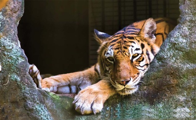 Tigre do Zooparque, em Itatiba