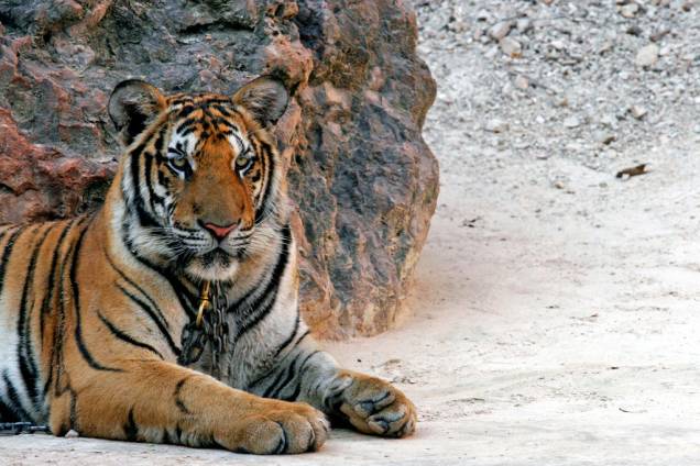 A pequena Tigre, última parada do Tren de la Costa A pequena Tigre, última parada do Tren de la Costa