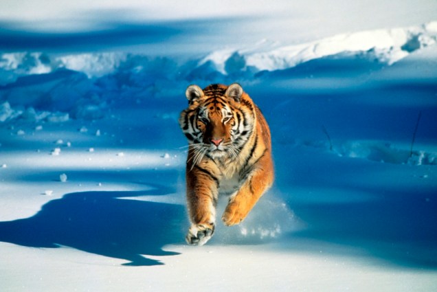 O tigre-siberiano (<em>Panthera tigris altaica</em>) é uma das muitas subespécies de tigre existentes e habita as florestas do norte da Ásia, entre <a href="https://viajeaqui.abril.com.br/paises/russia" rel="Rússia" target="_blank">Rússia</a>, Mongólia, <a href="https://viajeaqui.abril.com.br/paises/china" rel="China" target="_blank">China</a> e Coréia. Apesar da pequena população vivendo na natureza, ela hoje se encontra estabilizada e mais protegida que seus primos do sudeste asiático, que têm seu habitat cada vez mais reduzido, além de serem  caçados descontroladamente. As subespécies de Java e Bali foram extintas no século 20. De cereais matinais a postos gasolina, do zodíaco chinês ao Shere Khan de Rudyard Kipling, esse é um dos animais mais queridos dos humanos e mesmo assim corre perigo de extinção